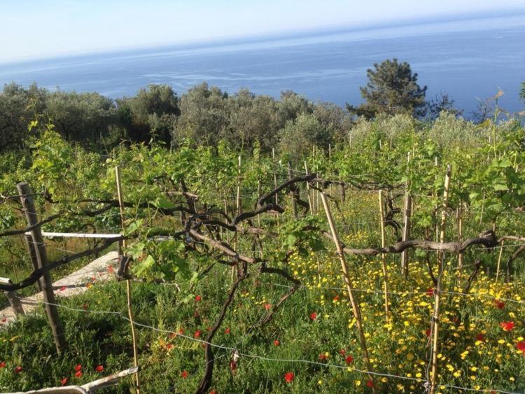 Il Nettare Agriturismo Βίλα Ριοματζόρε Εξωτερικό φωτογραφία