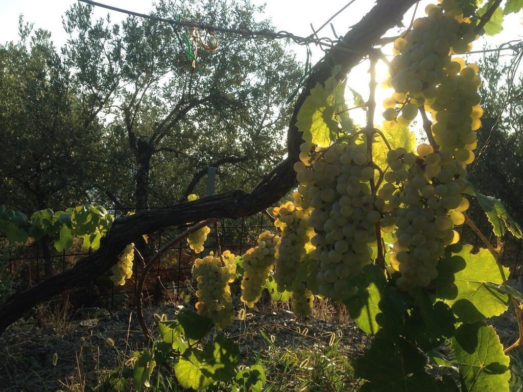 Il Nettare Agriturismo Βίλα Ριοματζόρε Εξωτερικό φωτογραφία